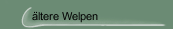 ältere Welpen