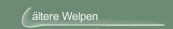 ältere Welpen