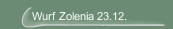 Wurf Zolenia 23.12.